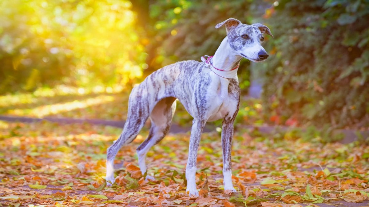 Whippet | Breed Guide | Scrumbles – Scrumbles: Natural Pet Food