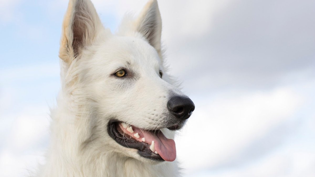 white swiss shepherd dog