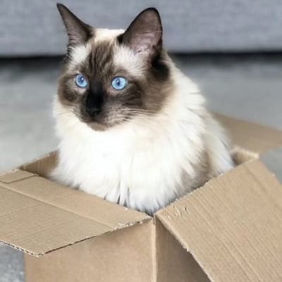 Why do cats like boxes?