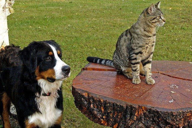 Why do dogs hate cats?