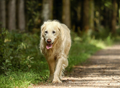 Why Do Dogs Pant? 7 Reasons Why