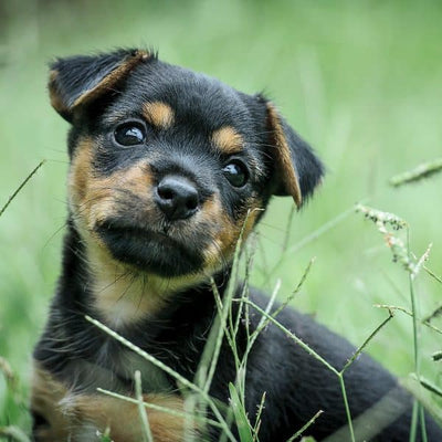 Why does my dog eat grass?