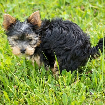 Why Is My Puppy Eating Poop?