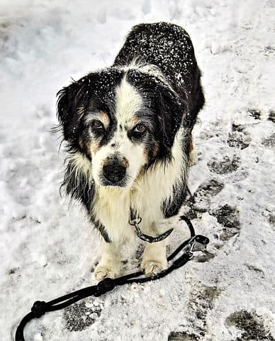 Winter dog walks