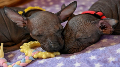 Xoloitzcuintle (Mexican Hairless) Breed Guide