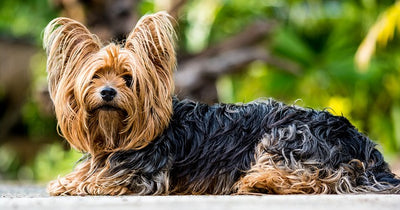 Yorkshire Terrier Breed Guide