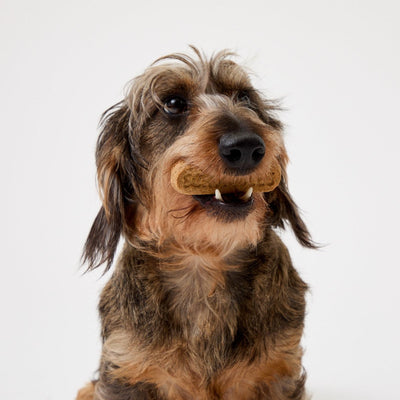 Dental Treats For Pets - Scrumbles: Natural Pet Food