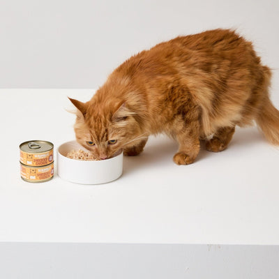 Wet Cat Food - Scrumbles: Natural Pet Food