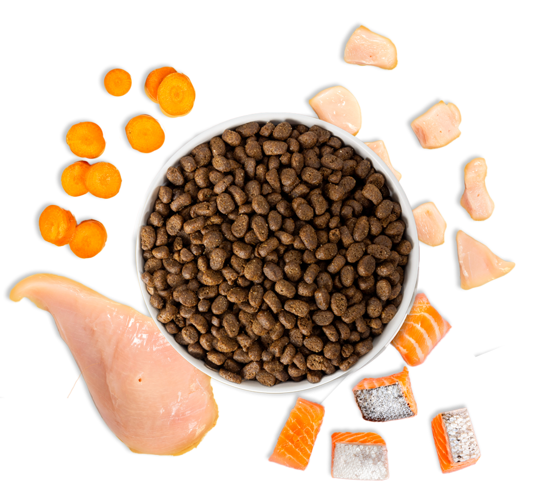 chicken and salmon dry cat food