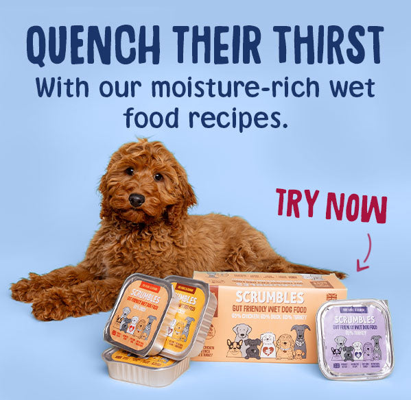 wet dog food