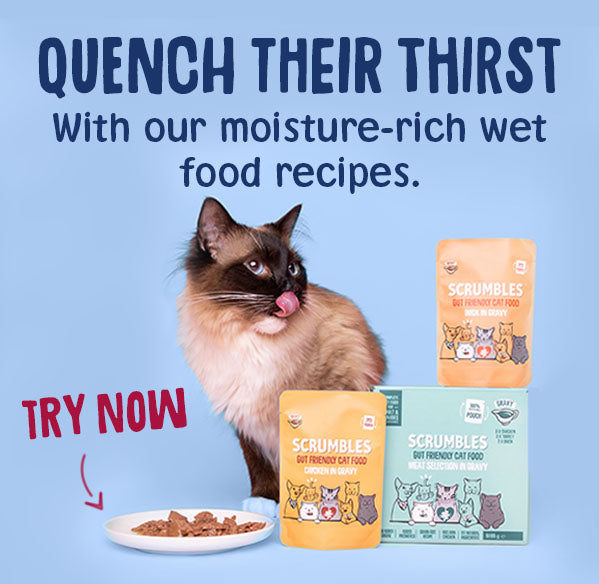 wet cat food