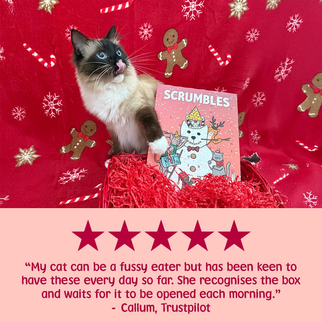 Cat Advent Calendar Review