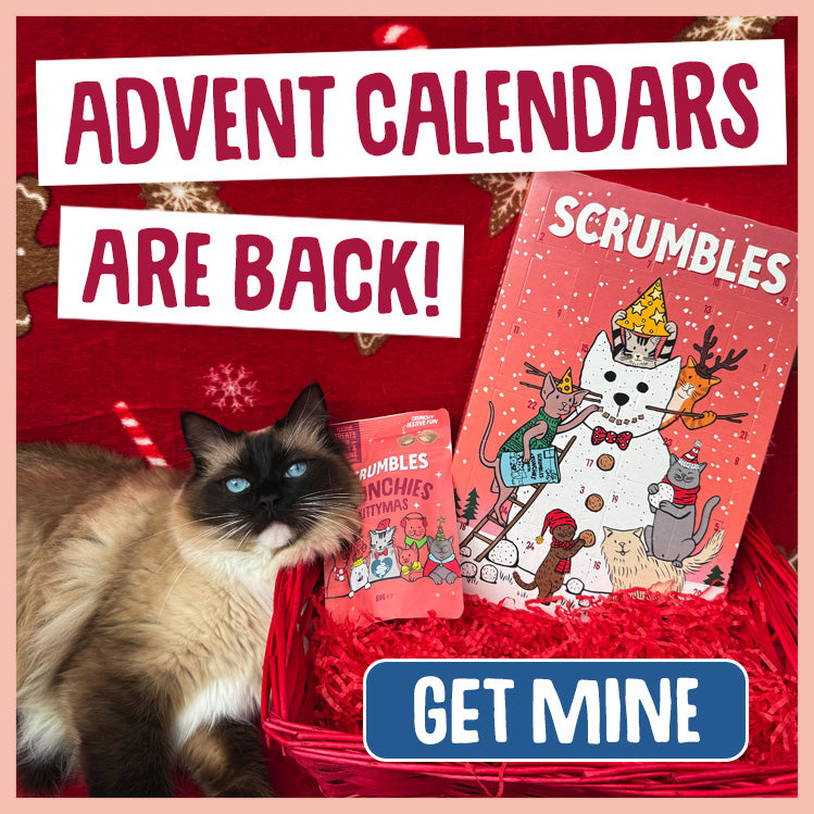 cat advent calendar
