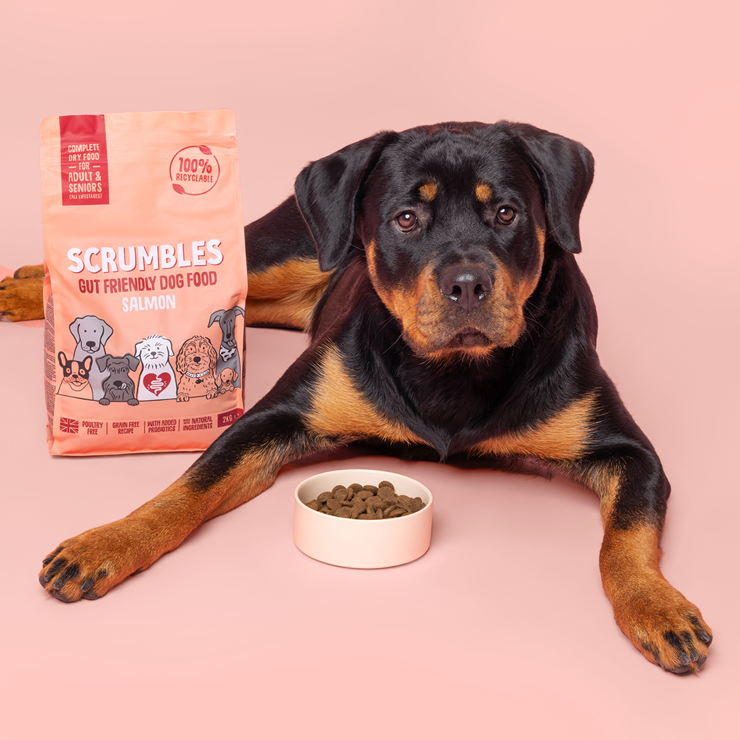 Salmon Dry Dog Food
