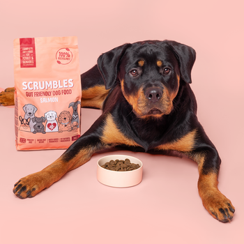 Salmon Dry Dog Food