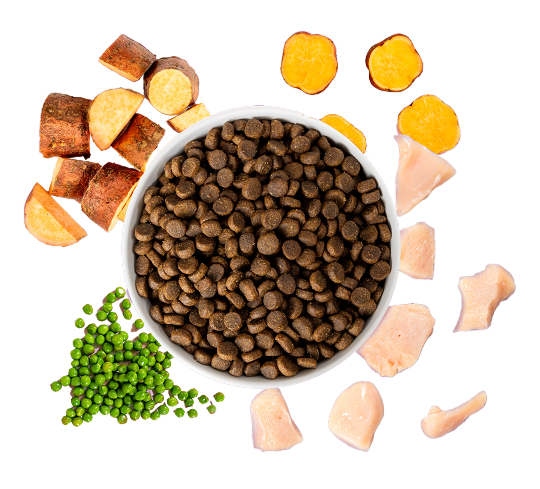 dry turkey dog food