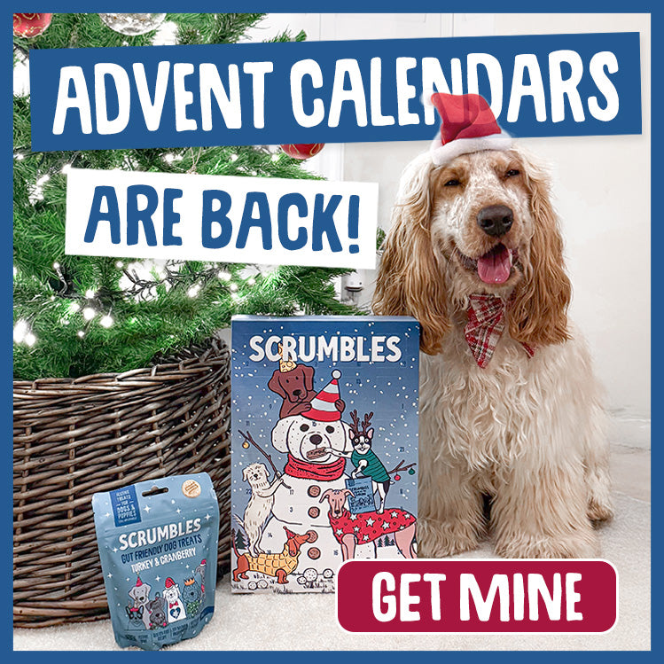 dog advent calendar