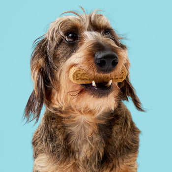 Gnashers Dental Dog Treats