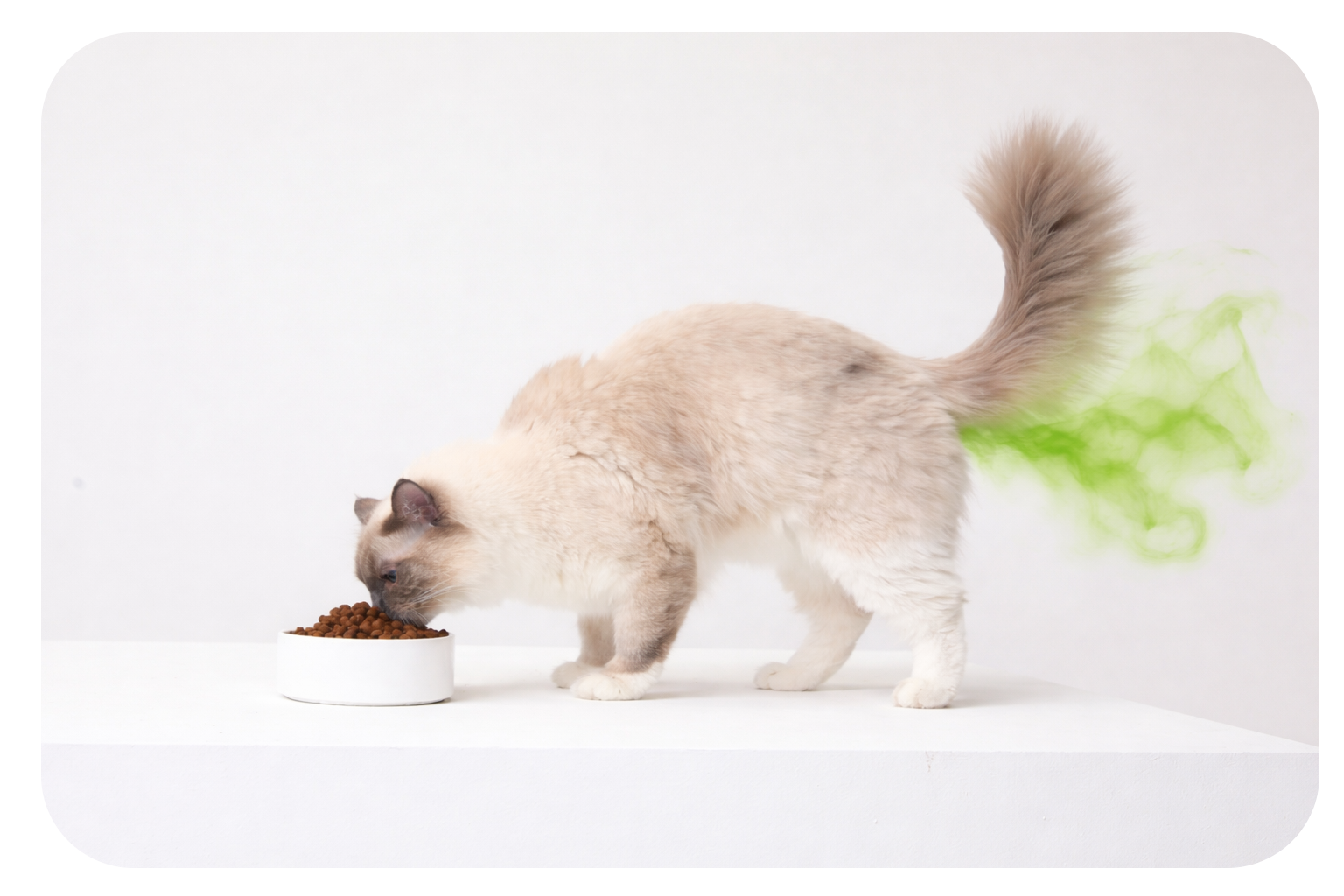 cat gut health