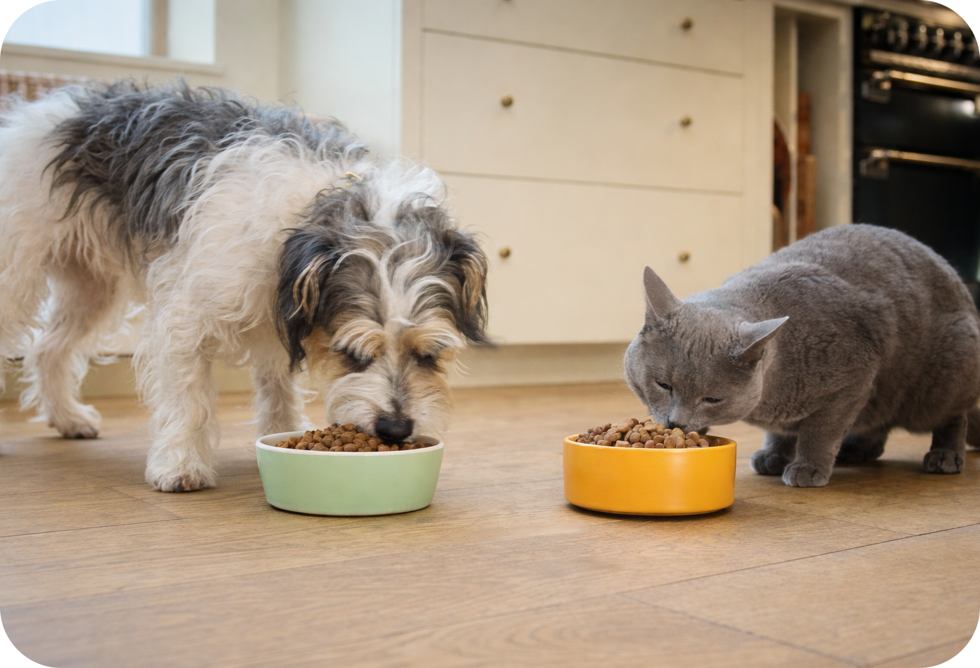 Scrumbles: Natural Pet Food