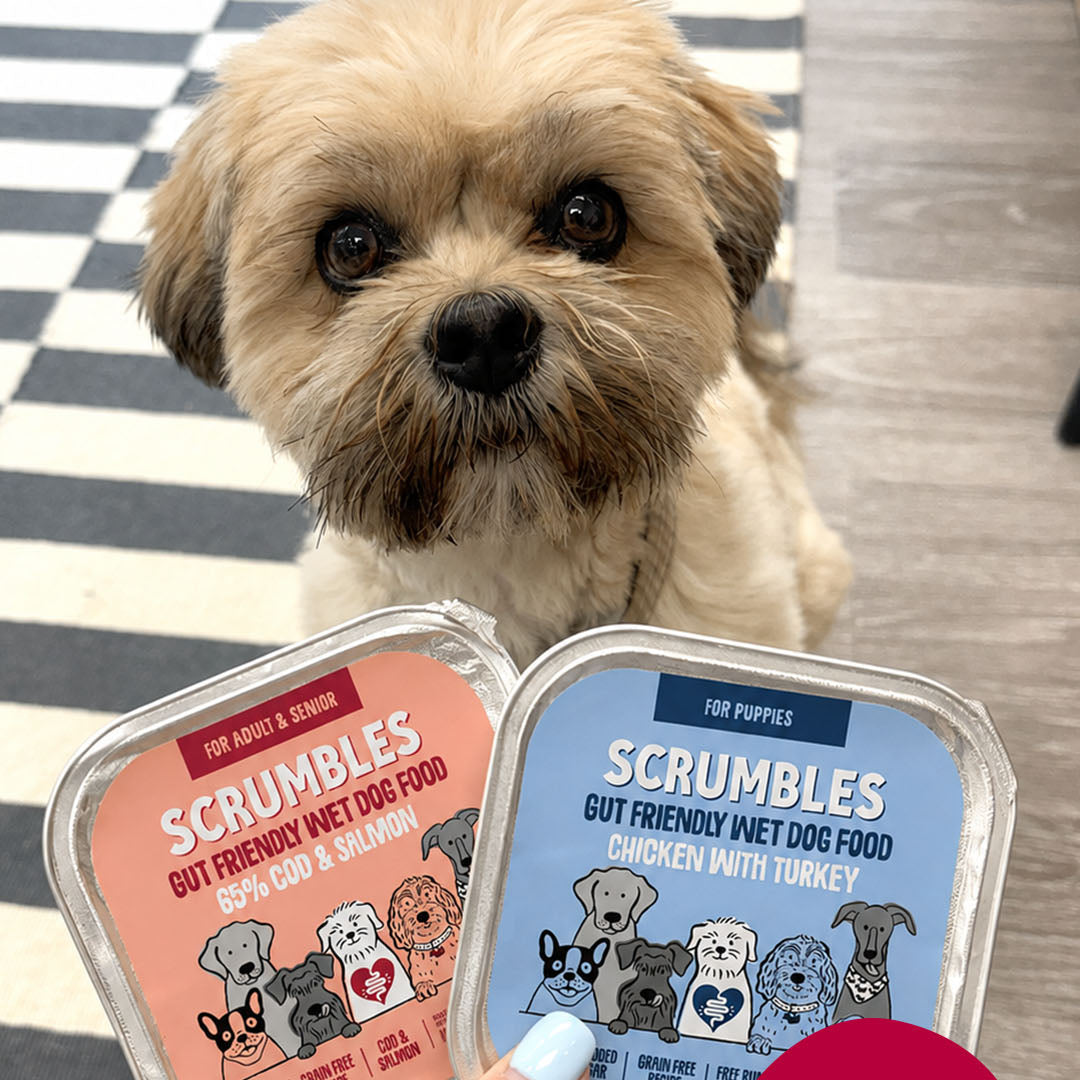 Salmon Wet Dog Food