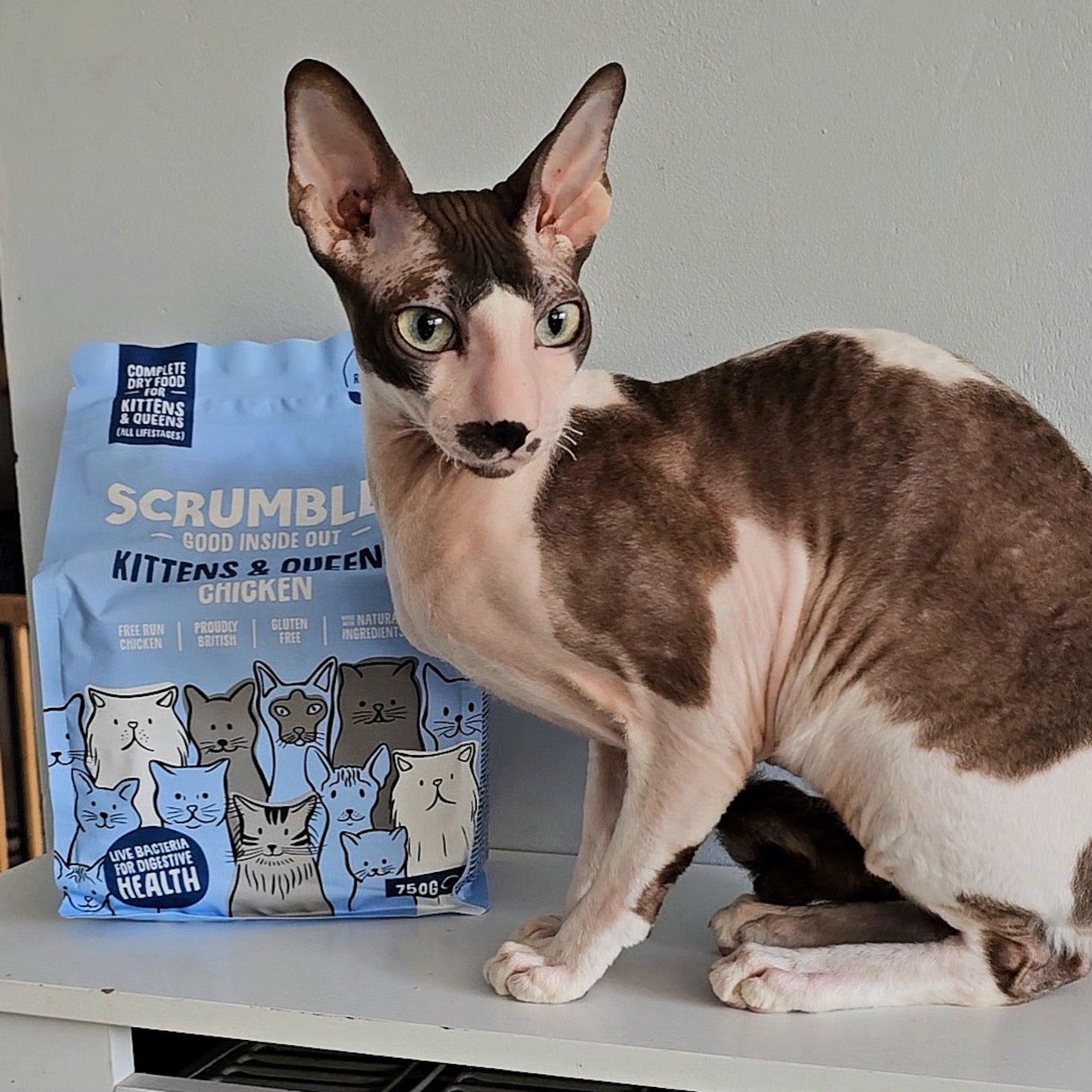 Best dry cat shop food for sphynx