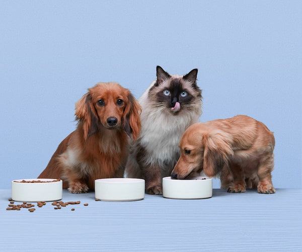 Choosing the Right Pet Food Bowl A Comprehensive Guide