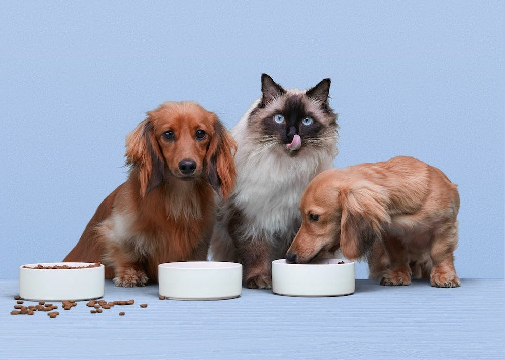 cat and dog with scrumbles