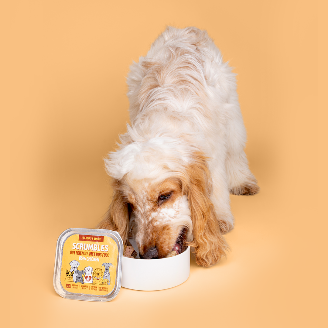 Chicken 150g Wet Dog Food Eating