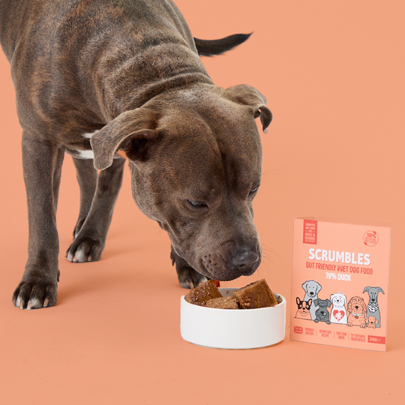 Duck Wet Dog Food Eating