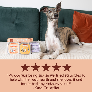 Poultry Selection 150g Wet Dog Food Review