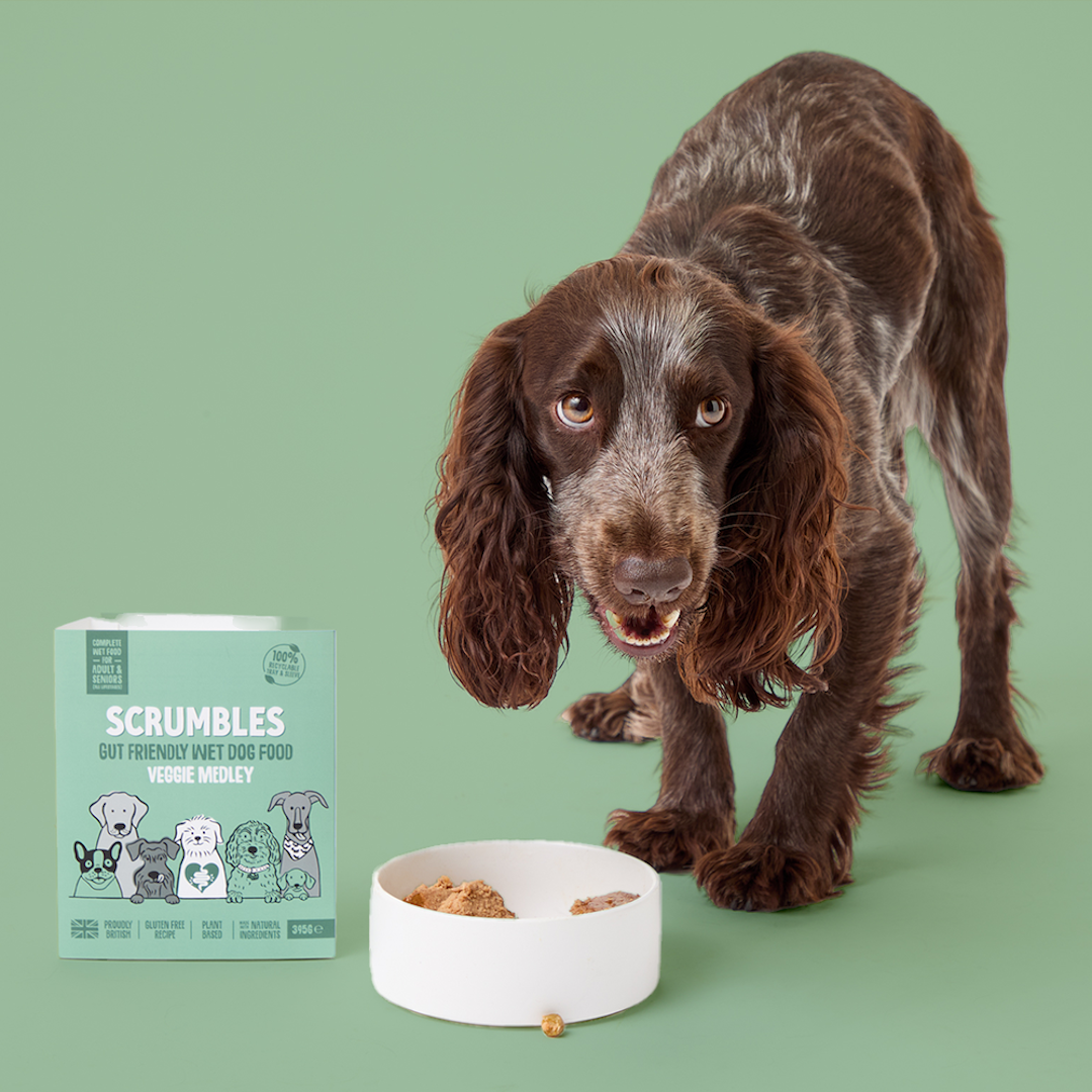 Veggie Medley Wet Dog Food Eating