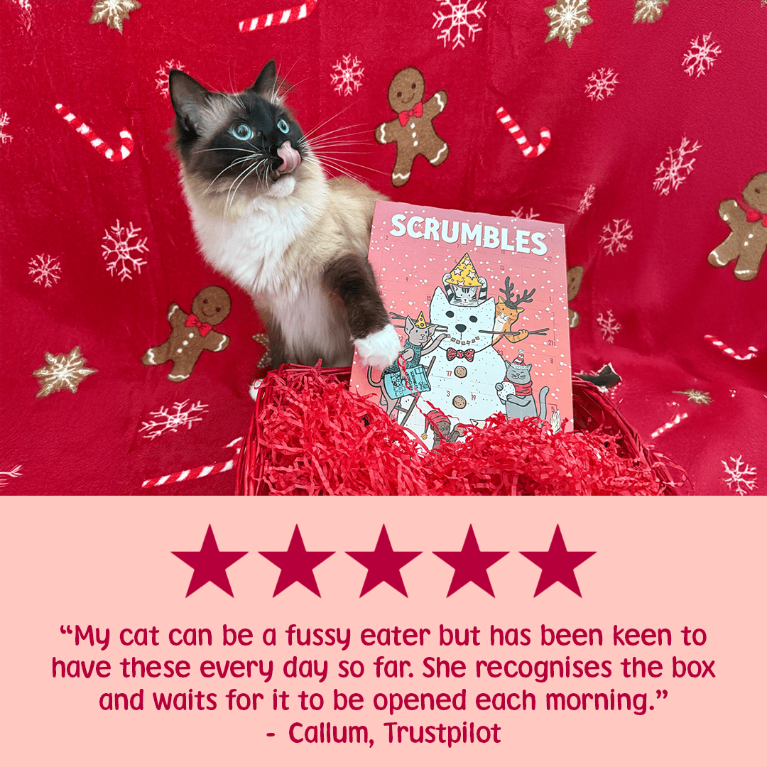 Cat Advent Calendar Review