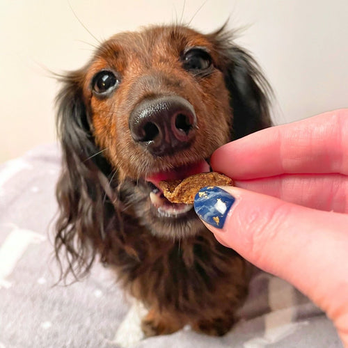 high-value-dog-treats-meaty-dog-treats-chicken-dog-treats-1
