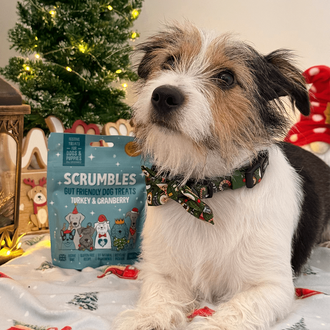 Christmas Turkey & Cranberry Softies Dog Treats