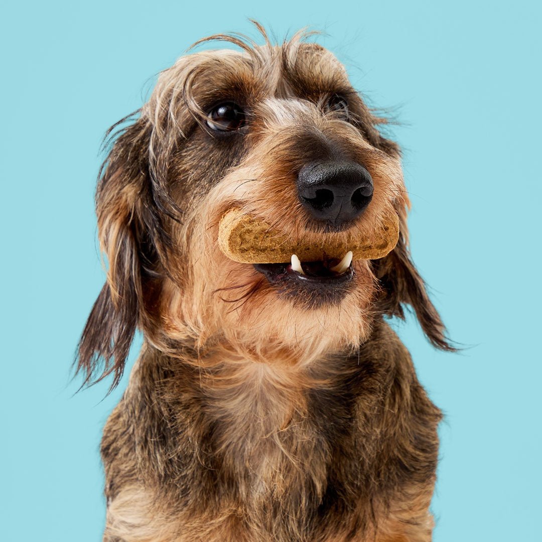 Gnashers Dental Dog Treats