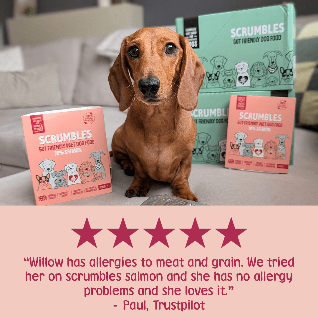 Salmon Wet Dog Food Review