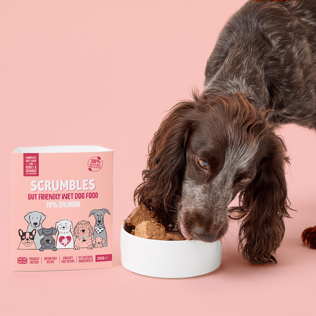 Salmon Wet Dog Food Eating