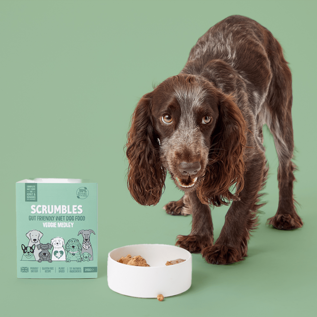 Veggie Medley Wet Dog Food Eating