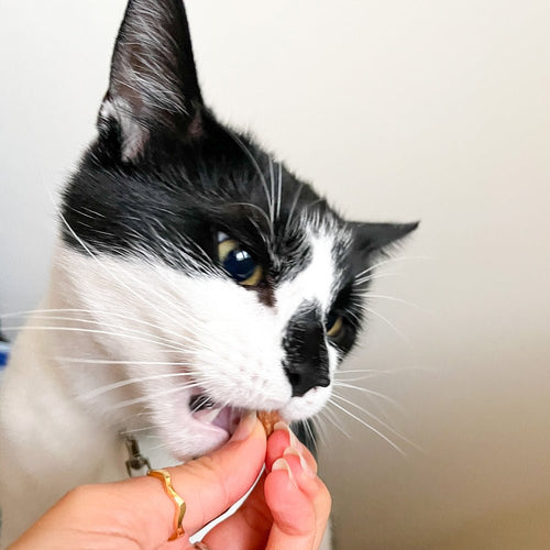 krunchies-cat-dental-treat-grain-free-chicken-hypoallergenic-kittens-grain-free-cat-dental-stick-gluten-free-prebiotics