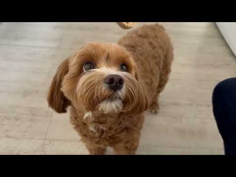 Calming Turkey Nibbles Testimonial