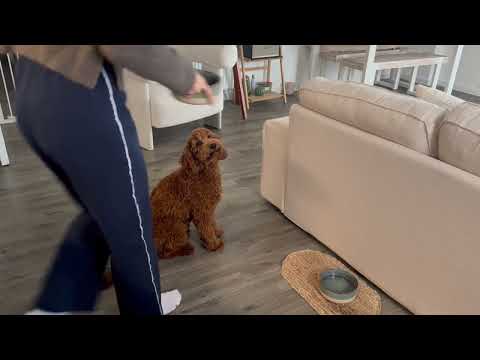 Puppy & Toy Dry Dog Food Testimonial