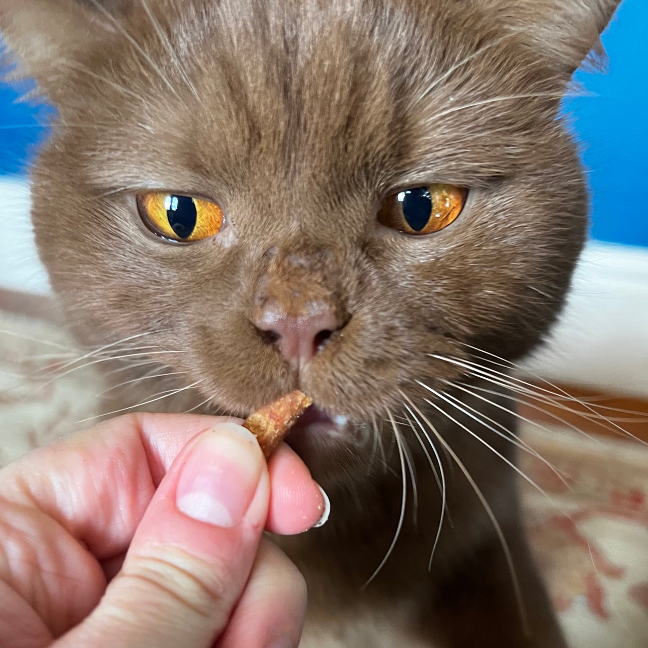 Healthy best sale cat treats