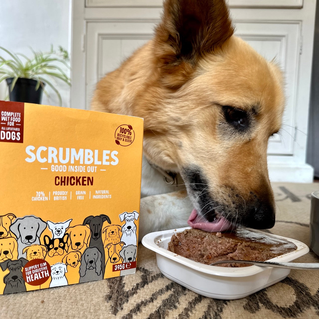 Best dog food for senior dog with sensitive hot sale stomach